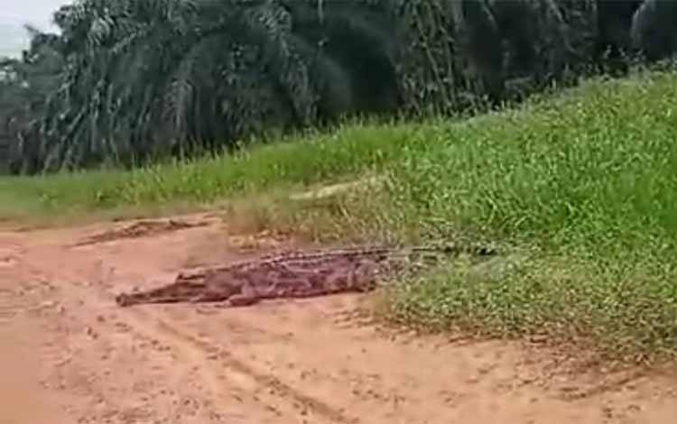 Buaya Muncul di Kebun Sawit, BKSDA Sampit Imbau Pemancing Waspada