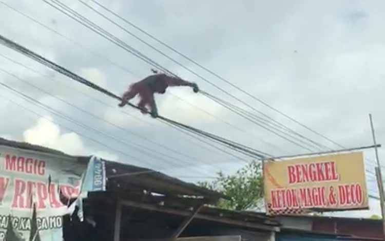 Orangutan Tersengat Listrik di Palangka Raya dan Dievakuasi ke Klinik BOSF