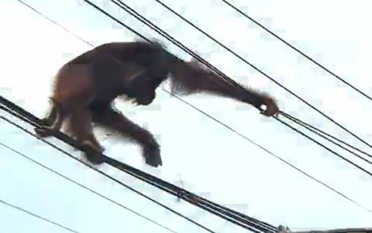 Orangutan yang Tersengat Listrik di Palangka Raya Akhirnya Mati