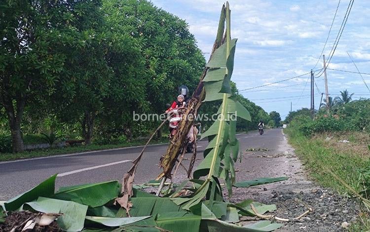 Satu Malam Telan Dua Korban, Masyarakat Tanam Pohon Pisang di Jalan Soekarno Palangka Raya