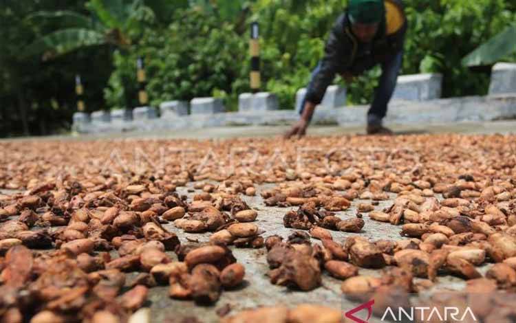 Kemendag Catat Harga Biji Kakao Meningkat Periode Februari 2025