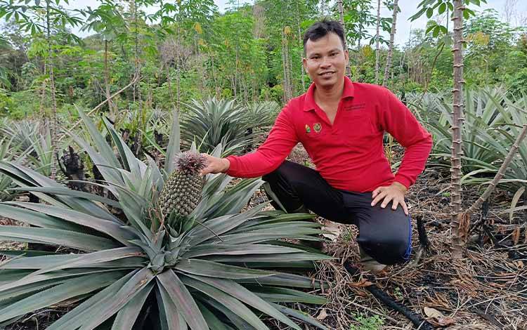 Ketua Karang Taruna Desa Pulau Patai Budidayakan Nanas Madu, Siap Panen Perdana April 2025