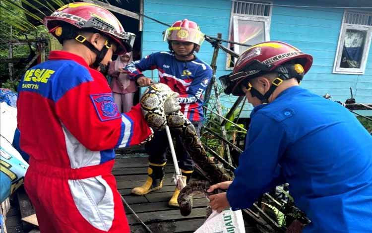Disdamkarmat Barito Utara Evakuasi Ular Piton 2,5 Meter dari Kandang Ayam Warga