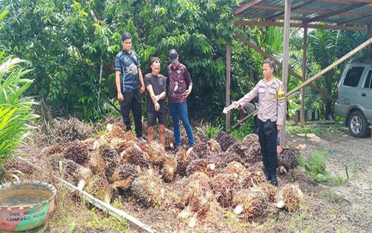 Menanen Buah Sawit Perusahaan Tanpa Izin, Pria di Kotim Diserahkan ke Polisi