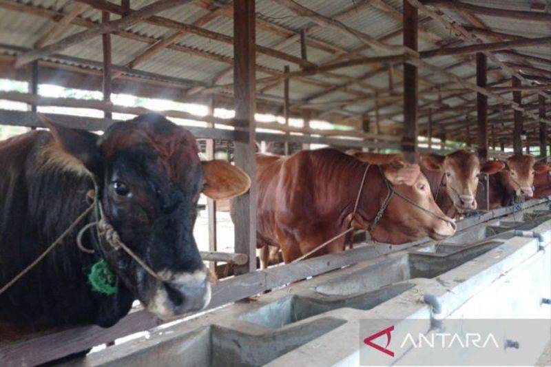 Salah satu peternakan penggemukan sapi yang ada di Kecamatan Pandih Batu, Rabu (5/2/2025). (ANTARA/Arief Suseno)