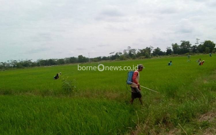 Ketahanan Pangan Cerminan Kesejahteraan Masyarakat Kalteng