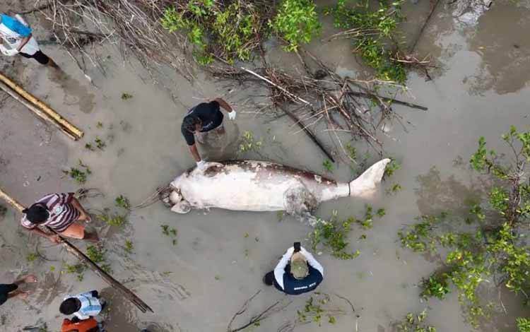 Seekor Dugong Mati Terdampar di Perairan TWAL Teluk Kupang