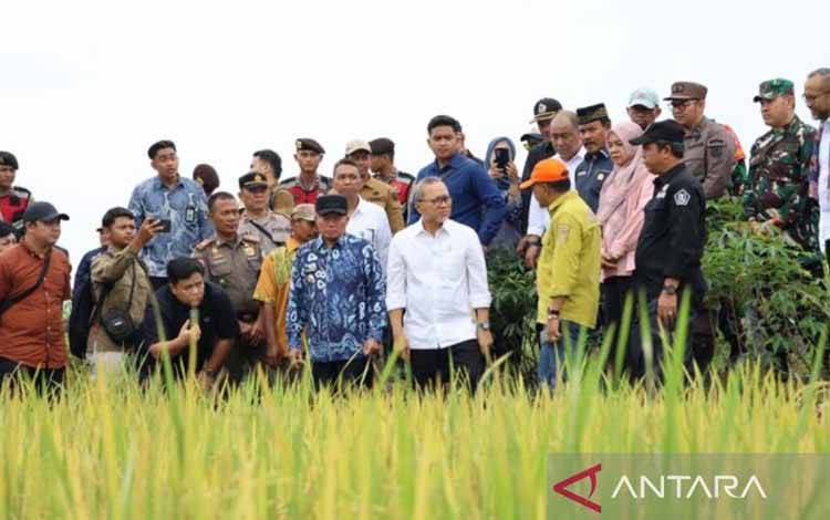 Menko Pangan: Harga Gabah dari Petani Tidak Boleh Dibeli di bawah HPP