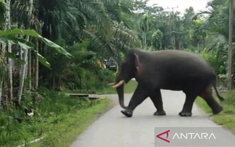 38 Hektare Kebun Sawit Warga di Aceh Barat Dirusak Gajah
