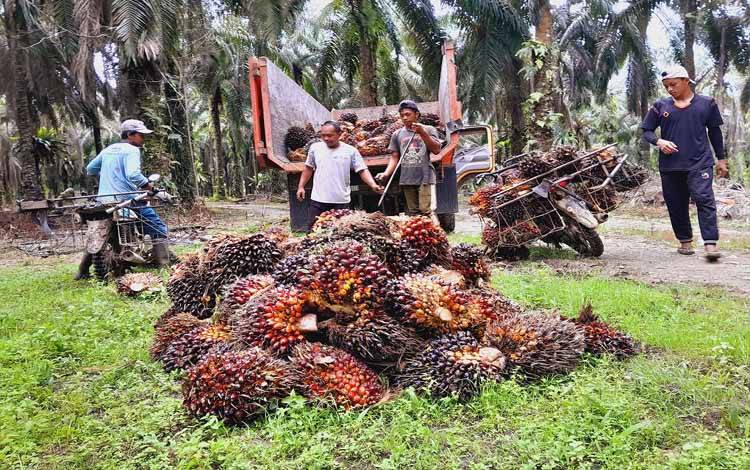 Perusahaan Sawit di Kotim Berdampak Positif Bagi Pembangunan Daerah