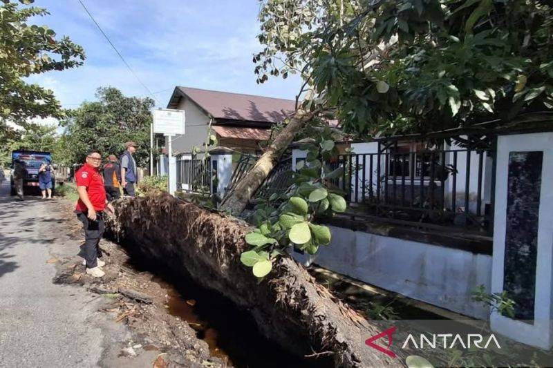 BPBD Catat Belasan Pohon Tumbang di Palangka Raya Akibat Cuaca Ekstrem