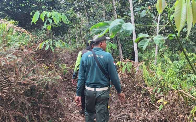 3 Individu Orangutan Berkeliaran di Kebun Sawit Warga Kotim, BKSDA Lakukan Observasi