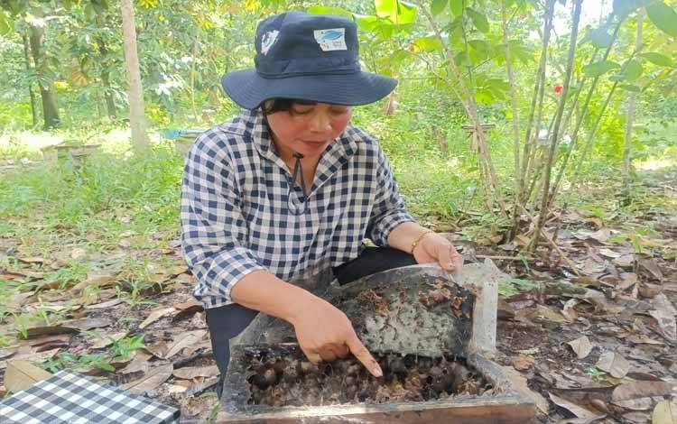 Peternak Lebah Madu Kelulut di Pulang Pisau Alami Kendala Pemasaran