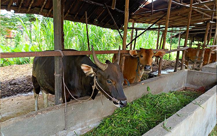 Kelompok Tani Budi Murni Sukses Kembangbiakan Bantuan Sapi Ternak