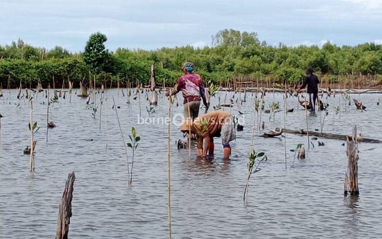 Desa Sungai Undang Targetkan 600 HektarE Penanaman Mangrove Hingga 2030