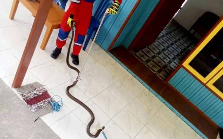 Tim Disdamkarmat Barito Utara Evakuasi Ular King Cobra di Rumah Warga