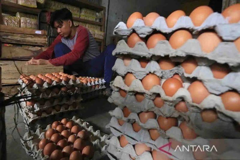 Harga Cabai dan Telur Ayam Naik di Kobar, Daging Ayam Turun