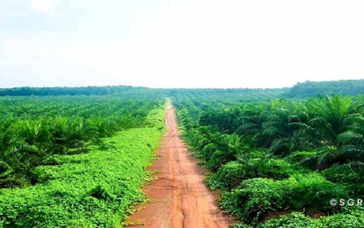 Perkembangan Luas Perkebunan Kelapa Sawit Tidak Berkaitan Langsung dengan Penurunan Biodiversitas