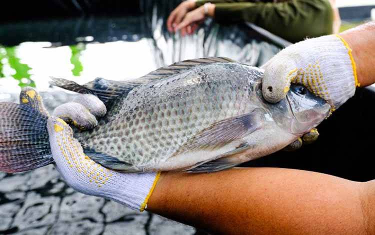 KKP Manfaatkan Air Kelapa Tingkatkan Produktivitas Budi Daya Nila