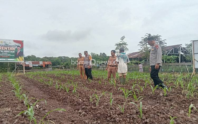 Camat Baamang Sufiansyah memantau program tanam jagung di Kelurahan Baamang Hulu, Selasa, 18 Februari 2025. (FOTO: IST)