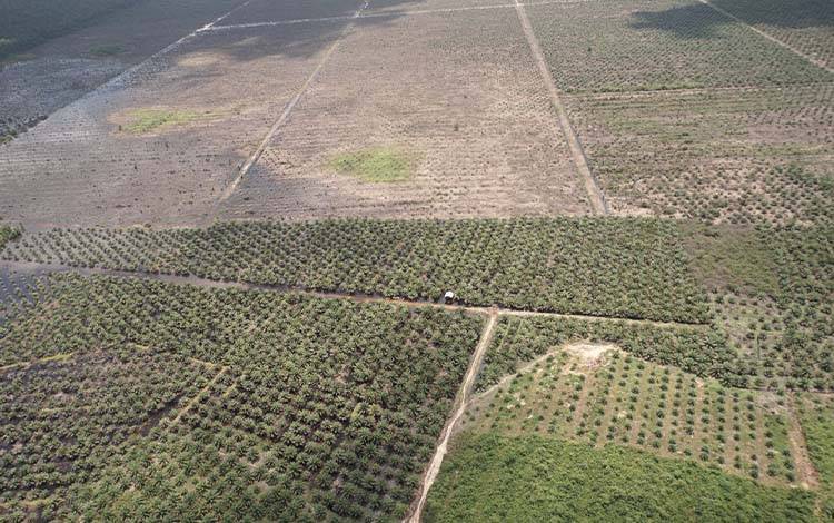 Lahan sawit di Kotim terlihat dari atas. (FOTO ; IST)