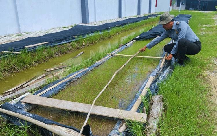 Petugas Rutan Kuala Kapuas Rutin Pantau Budidaya Tanaman Padi