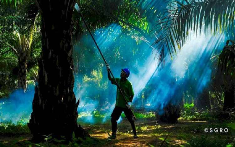 BPDP Jabarkan Peran Penting Kelapa Sawit dalam Perekonomian dan Keberlanjutan Global