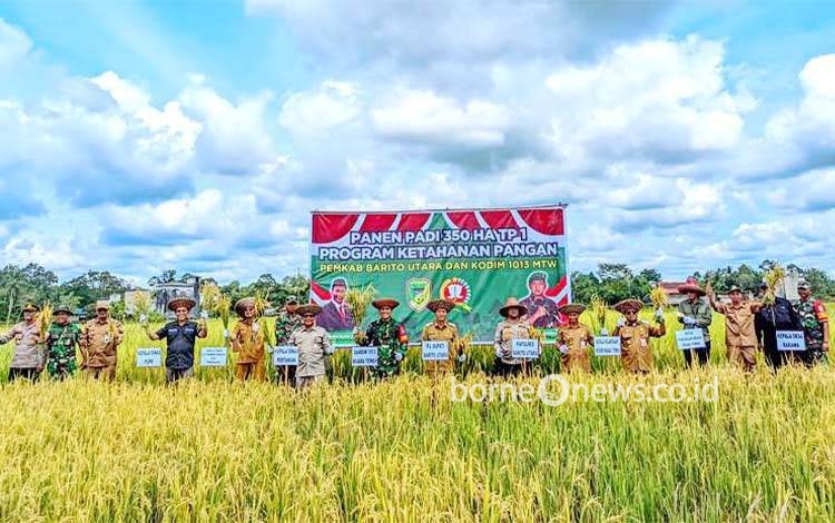 Kodim 1013 Muara Teweh-Pemkab Barut Gelar Panen Padi untuk Percepatan Swasembada Pangan