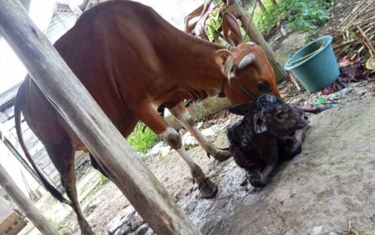 Pemkab Kobar Sambut Positif Sapi Bali Milik Peternak di Desa Marga Lahirkan Pedet Wagyu