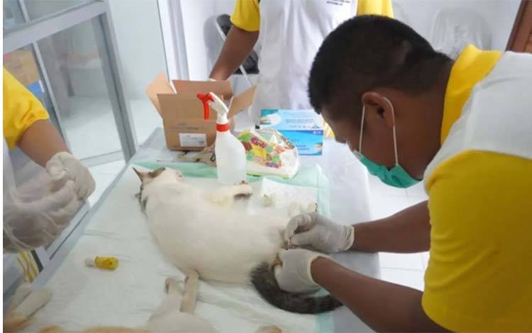 Dewan Minta Warga Palangka Raya Vaksin Hewan Peliharaan Cegah Rabies