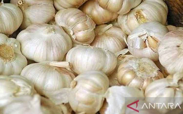 Kemendag: 21 Ribu Ton Bawang Putih Impor Masuk Maret 2025