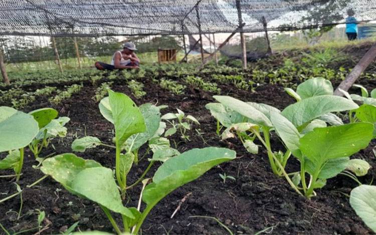 Sediakan Sarpas Tingkatkan Produksi Sayuran Petani Lokal Palangka Raya