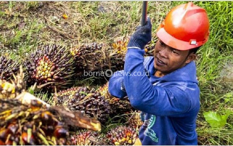 BPDP Fokus Dorong Pelaksanaan Peremajaan Sawit Rakyat di 2025
