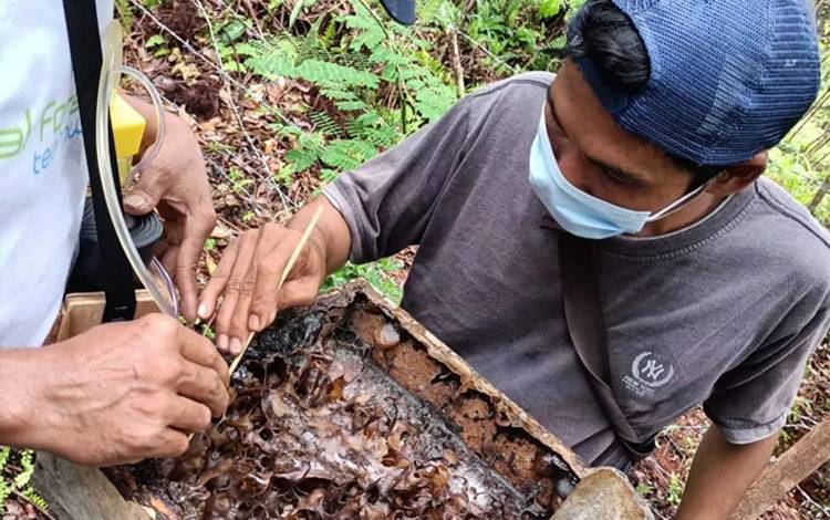 Proses panen madu kelulut (Dokumen Marini)
