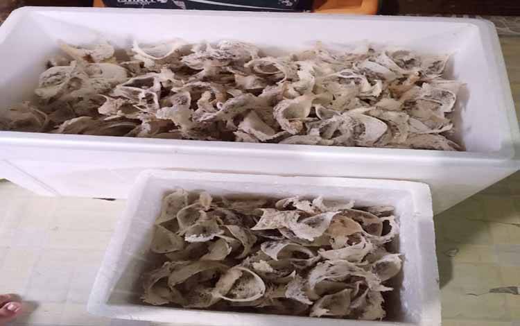 Dewan Kota Minta PAD Sarang Burung Walet Bisa Ditingkatkan
