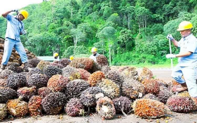 Pengurangan Kemiskinan Oleh Minyak Sawit Telah Jadi Pusat Perhatian Dunia