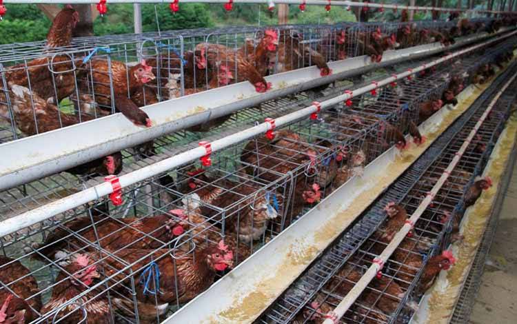 Seruyan Tengah Kembangkan Peternakan Ayam Petelur, Dorong Kesejahteraan Masyarakat