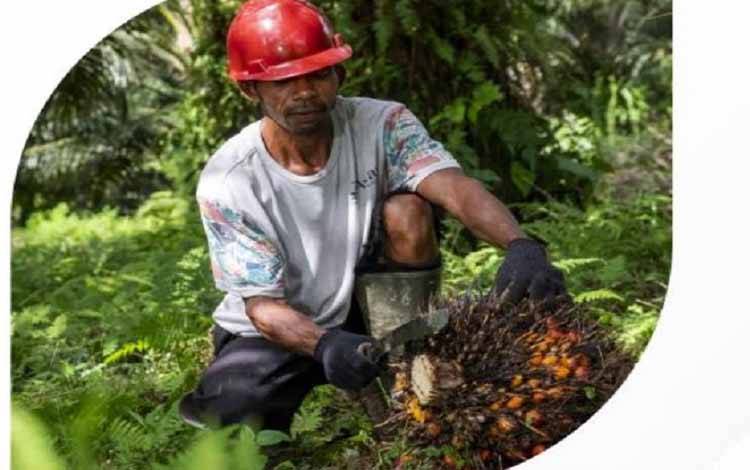 Produksi Kelapa Sawit Naik 10 Persen dan Kemiskinan Berkurang 7,7 Persen