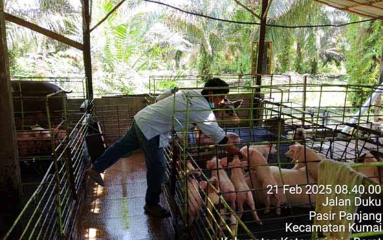 Distan Kobar Tangani Kasus Diare Ternak Babi di Desa Pasir Panjang