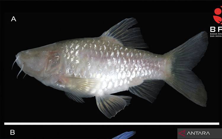 BRIN Temukan Spesies Ikan Gua Buta Baru dari Jawa Barat