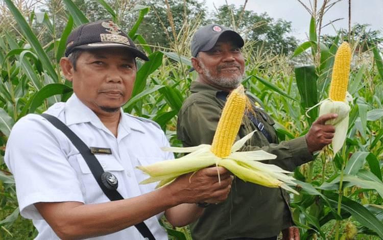 Bertani Jagung Miliki Nilai Ekonomi Menjanjikan di Palangka Raya