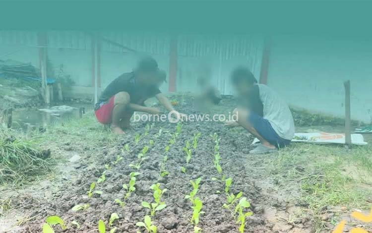 WBP Rutan Kuala Kapuas Budidayakan Pokcoy Wujudkan Kemandirian Pangan