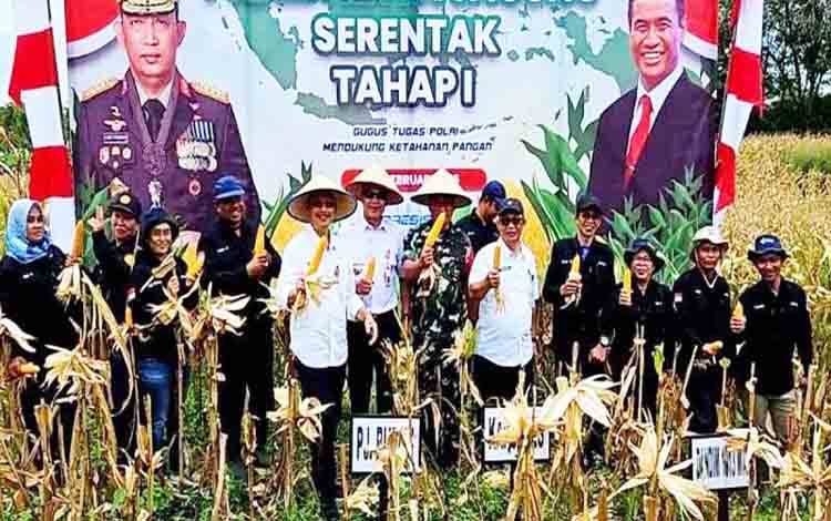 Pemkab Barito Utara Panen Jagung Dukung Ketahanan Pangan Nasional