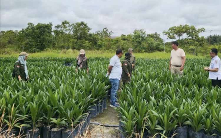 Disbun Kalteng Turunkan Tim Awasi dan Bina Produsen Bibit Kelapa Sawit