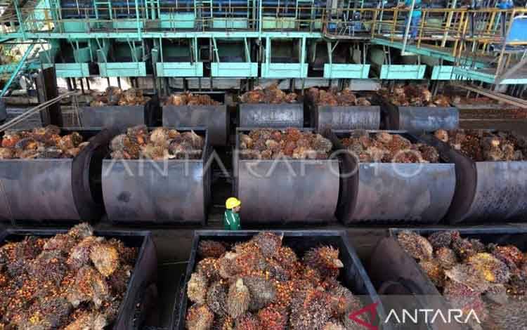 Karhutla Bayangi Pasokan CPO Saat Permintaan Tetap Tinggi