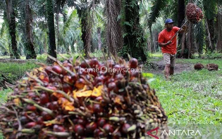 Kalteng Pertanyakan Dana Bagi Hasil Sawit Anjlok