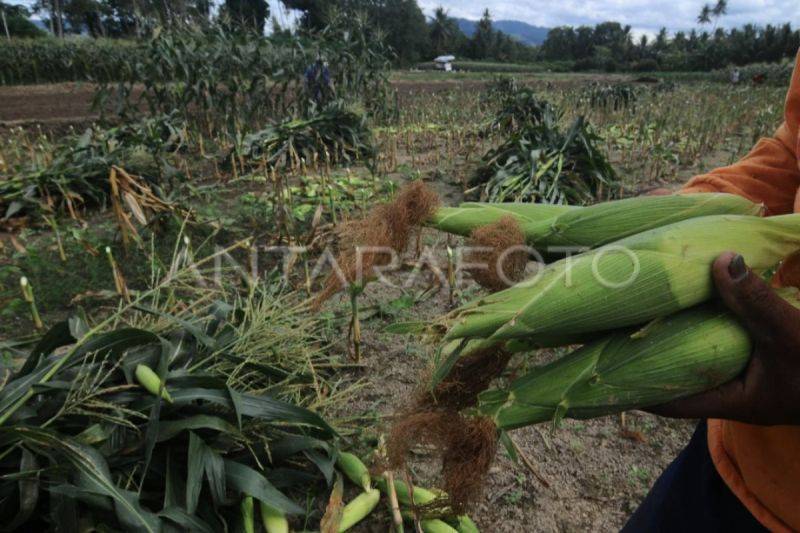 BPS: Realisasi Luas Panen Jagung di Kalteng pada 2024 Naik 2.620 Hektare