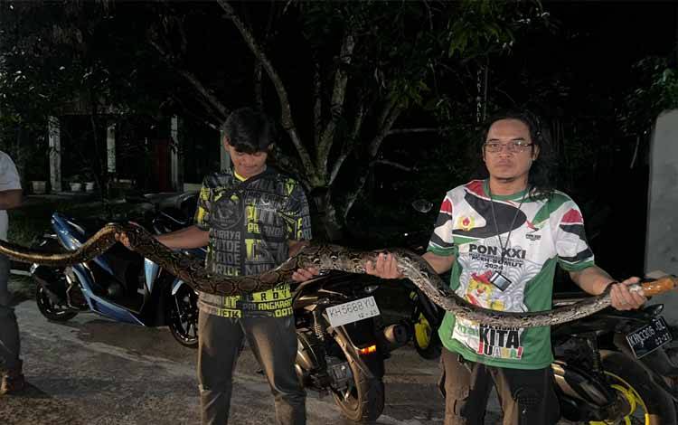 ERP Evakuasi Dua Ular Masuk Rumah Warga Palangka Raya