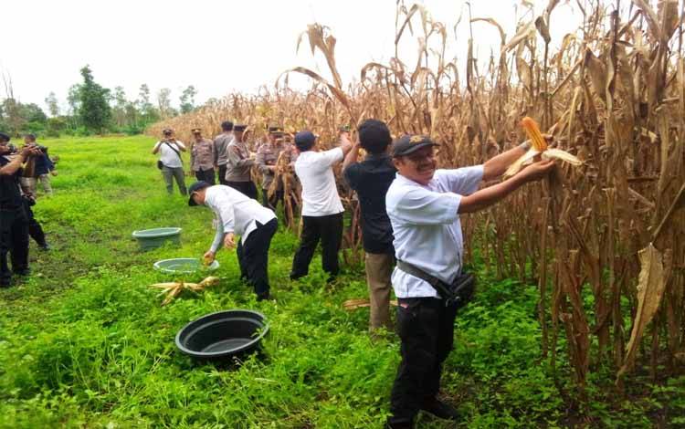 Luas Panen dan Produksi Jagung Pipilan Kalteng 2024 Alami Peningkatan Signifikan