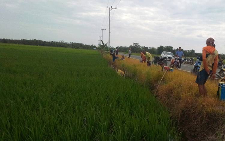 Luasan Panen Padi Kalteng Meningkat 9,44 Ribu Hektare